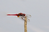 Crocothemis erythraea (maschio)